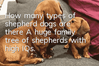 How many types of shepherd dogs are there? A huge family tree of shepherds with high IQs.