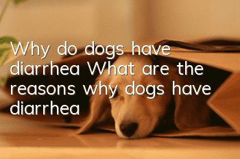 Why do dogs have diarrhea? What are the reasons why dogs have diarrhea?