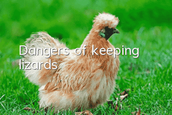 Dangers of keeping lizards