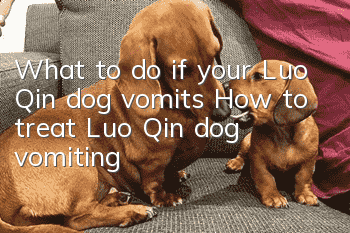 What to do if your Luo Qin dog vomits? How to treat Luo Qin dog vomiting?