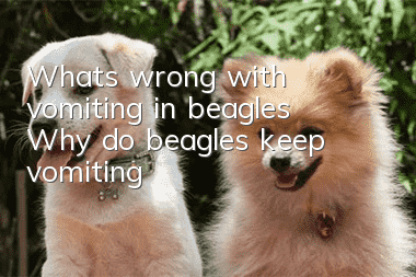 What's wrong with vomiting in beagles? Why do beagles keep vomiting?
