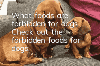 What foods are forbidden for dogs? Check out the forbidden foods for dogs.