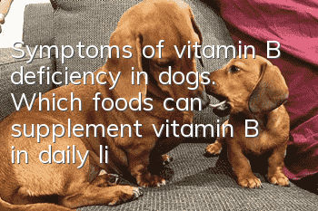 Symptoms of vitamin B deficiency in dogs. Which foods can supplement vitamin B in daily life?