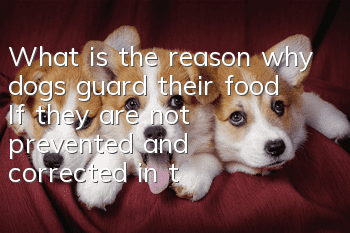 What is the reason why dogs guard their food? If they are not prevented and corrected in time, they may develop into biting.
