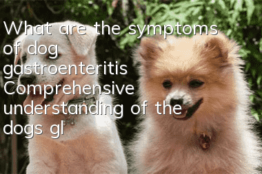 What are the symptoms of dog gastroenteritis? Comprehensive understanding of the dog’s glass stomach