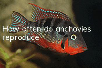 How often do anchovies reproduce?