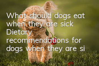 What should dogs eat when they are sick? Dietary recommendations for dogs when they are sick