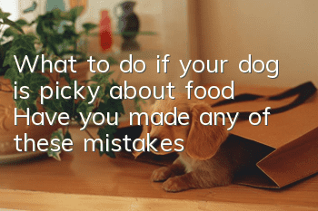 What to do if your dog is picky about food? Have you made any of these mistakes?