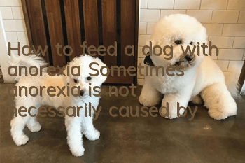 How to feed a dog with anorexia? Sometimes anorexia is not necessarily caused by