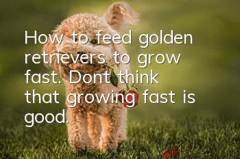 How to feed golden retrievers to grow fast. Don’t think that growing fast is good.