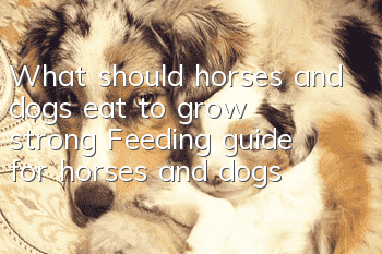 What should horses and dogs eat to grow strong? Feeding guide for horses and dogs