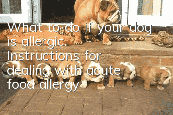 What to do if your dog is allergic. Instructions for dealing with acute food allergy