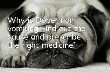 Why is Doberman vomiting? Find out the cause and prescribe the right medicine.