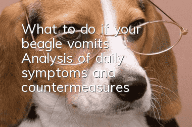 What to do if your beagle vomits? Analysis of daily symptoms and countermeasures