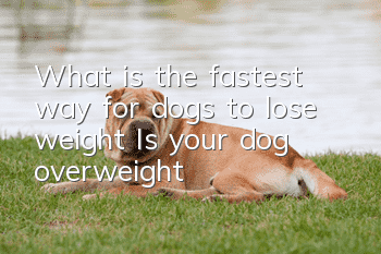What is the fastest way for dogs to lose weight? Is your dog overweight?