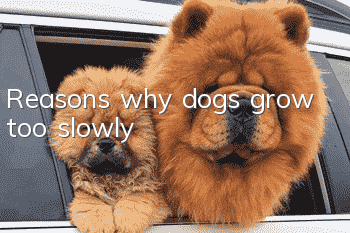 Reasons why dogs grow too slowly