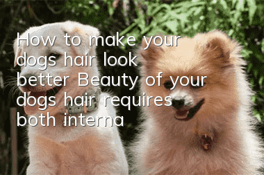 How to make your dog’s hair look better? Beauty of your dog’s hair requires both internal and external care