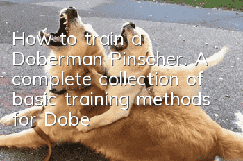 How to train a Doberman Pinscher. A complete collection of basic training methods for Doberman Pinscher.