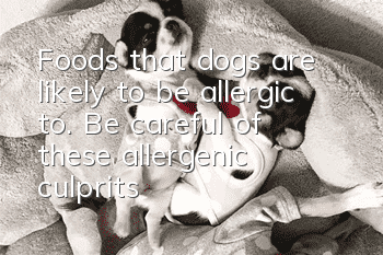 Foods that dogs are likely to be allergic to. Be careful of these allergenic culprits