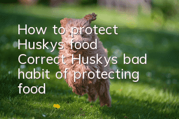 How to protect Husky’s food? Correct Husky’s bad habit of protecting food