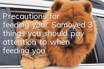 Precautions for feeding your Samoyed 3 things you should pay attention to when feeding your Samoyed dog food