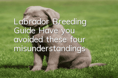 Labrador Breeding Guide: Have you avoided these four misunderstandings?