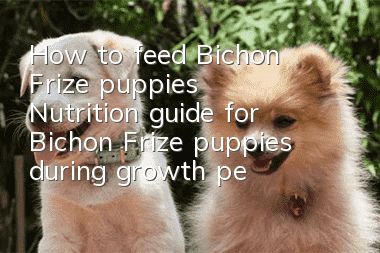 How to feed Bichon Frize puppies Nutrition guide for Bichon Frize puppies during growth period
