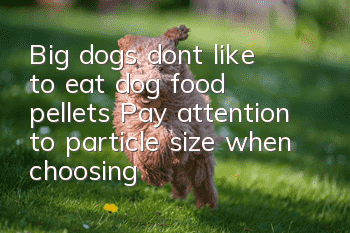 Big dogs don’t like to eat dog food pellets? Pay attention to particle size when choosing dog food