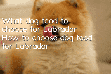 What dog food to choose for Labrador? How to choose dog food for Labrador?