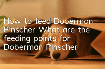 How to feed Doberman Pinscher What are the feeding points for Doberman Pinscher