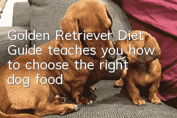 Golden Retriever Diet Guide teaches you how to choose the right dog food