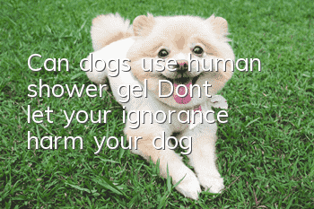 Can dogs use human shower gel? Don’t let your ignorance harm your dog
