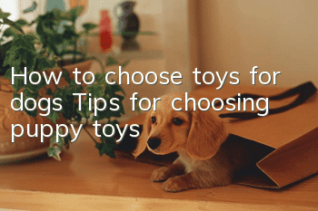 How to choose toys for dogs Tips for choosing puppy toys