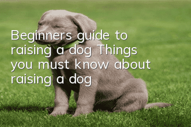 Beginner’s guide to raising a dog: Things you must know about raising a dog