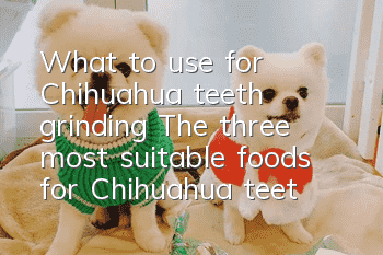 What to use for Chihuahua teeth grinding? The three most suitable foods for Chihuahua teeth grinding