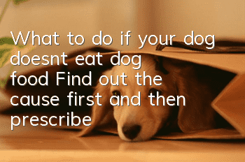 What to do if your dog doesn’t eat dog food? Find out the cause first and then prescribe the right medicine.