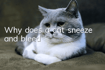 Why does a cat sneeze and bleed?