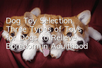 Dog Toy Selection Three Types of Toys for Dogs to Relieve Boredom in Adulthood