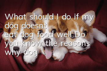 What should I do if my dog doesn’t eat dog food well? Do you know the reasons why dogs are not well-behaved?