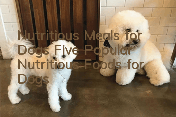 Nutritious Meals for Dogs Five Popular Nutritious Foods for Dogs
