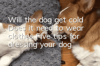 Will the dog get cold? Does it need to wear clothes? Five tips for dressing your dog