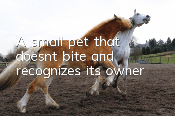 A small pet that doesn’t bite and recognizes its owner