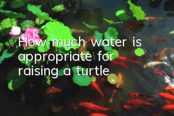 How much water is appropriate for raising a turtle?