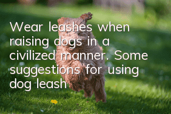 Wear leashes when raising dogs in a civilized manner. Some suggestions for using dog leashes.