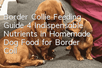 Border Collie Feeding Guide 4 Indispensable Nutrients in Homemade Dog Food for Border Collies