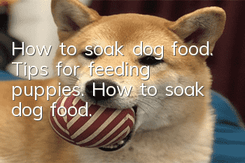 How to soak dog food. Tips for feeding puppies. How to soak dog food.