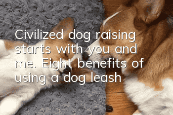 Civilized dog raising starts with you and me. Eight benefits of using a dog leash