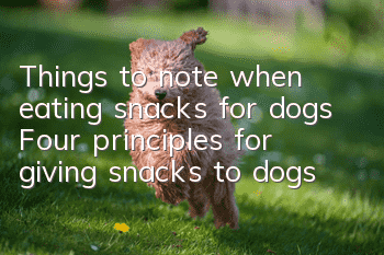 Things to note when eating snacks for dogs Four principles for giving snacks to dogs
