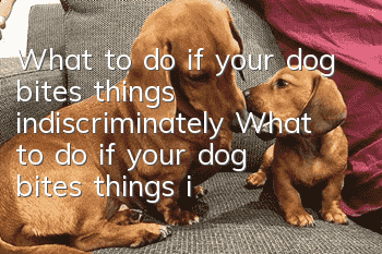 What to do if your dog bites things indiscriminately What to do if your dog bites things indiscriminately