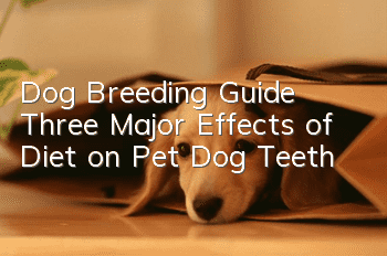 Dog Breeding Guide Three Major Effects of Diet on Pet Dog Teeth